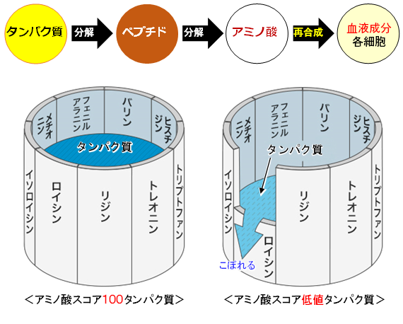 アミノ酸スコア