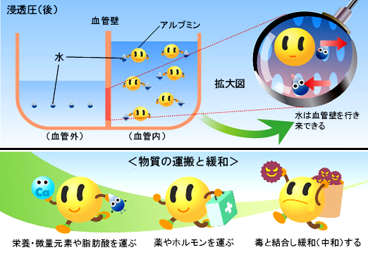 アルブミンのはたらき