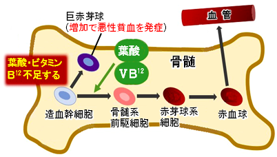 葉酸とビタミンB12不足