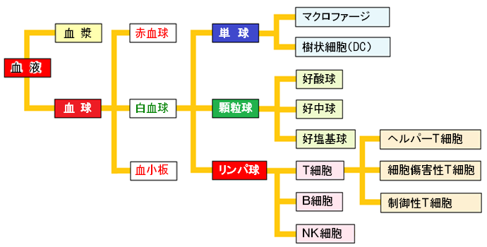 血液と白血球