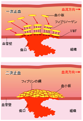 一次止血と二次止血イラスト-2