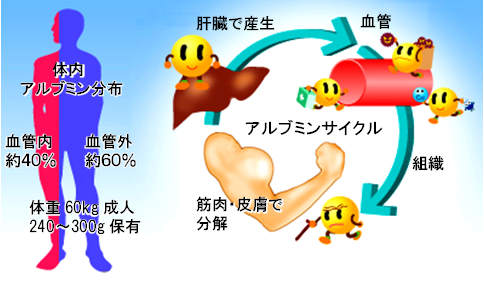 アルブミンサイクル