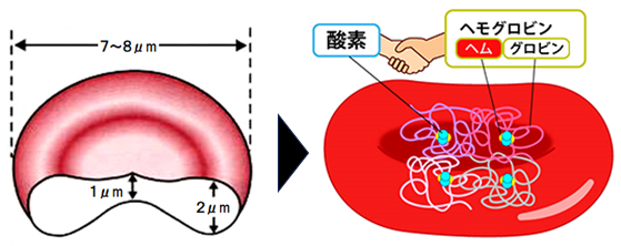 赤血球とヘモグロビン