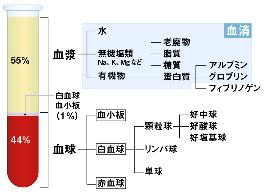 血液の成分-2