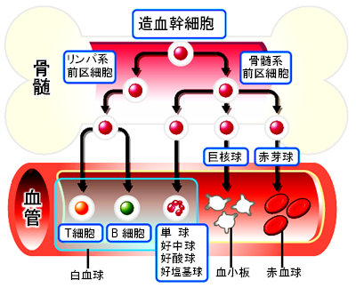 造血幹細胞