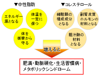 中性脂肪とコレステロール